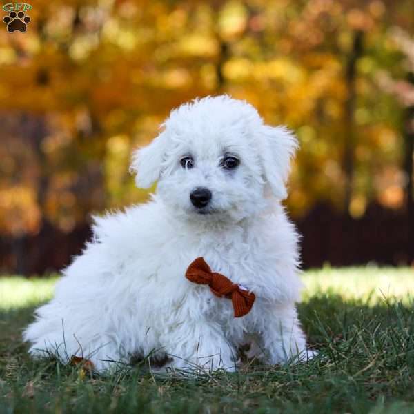 Reagan, Bichon Frise Puppy